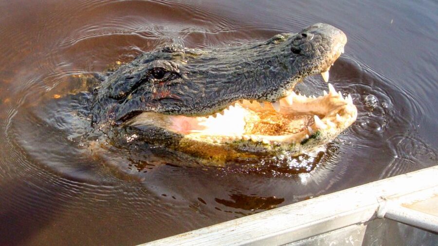 Everglades: Mangrove Maze Airboat Tour and Boardwalk - Key points to know before you book