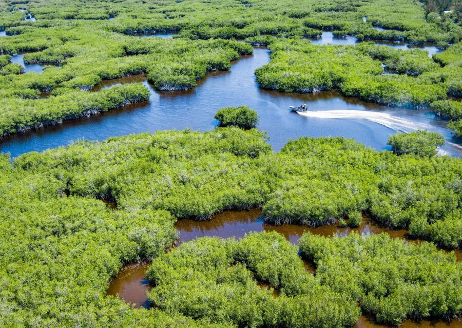 Everglades: Mangrove Maze Airboat Tour and Boardwalk - Mangroves, shallow water, and changing wildlife