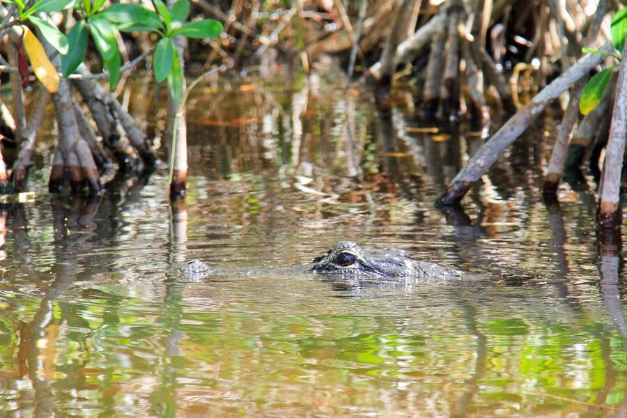 Everglades: Mangrove Maze Airboat Tour and Boardwalk - The optional buggy tour through cypress country
