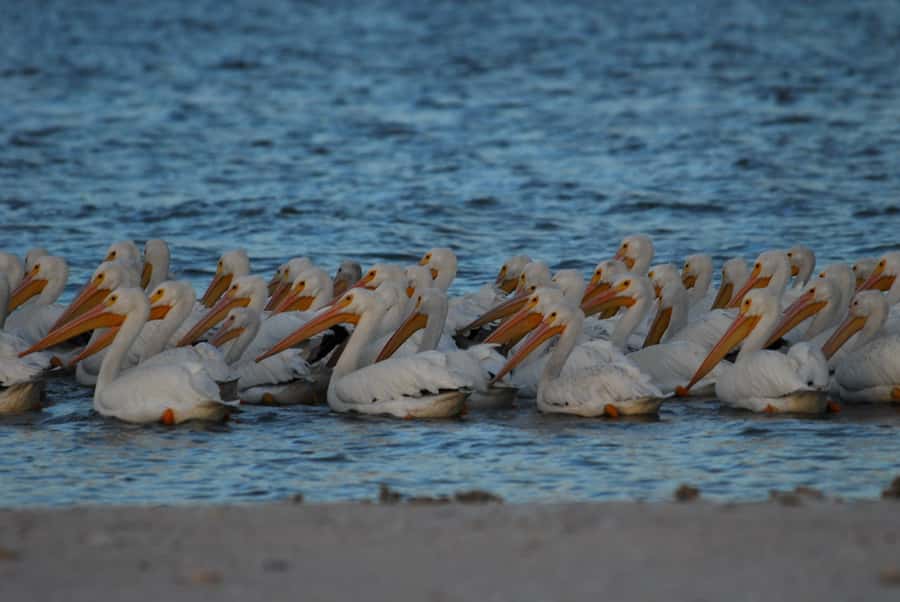 Everglades National Park: 2 hour Dolphin & Birding Boat Tour - Two hours of wildlife watching
