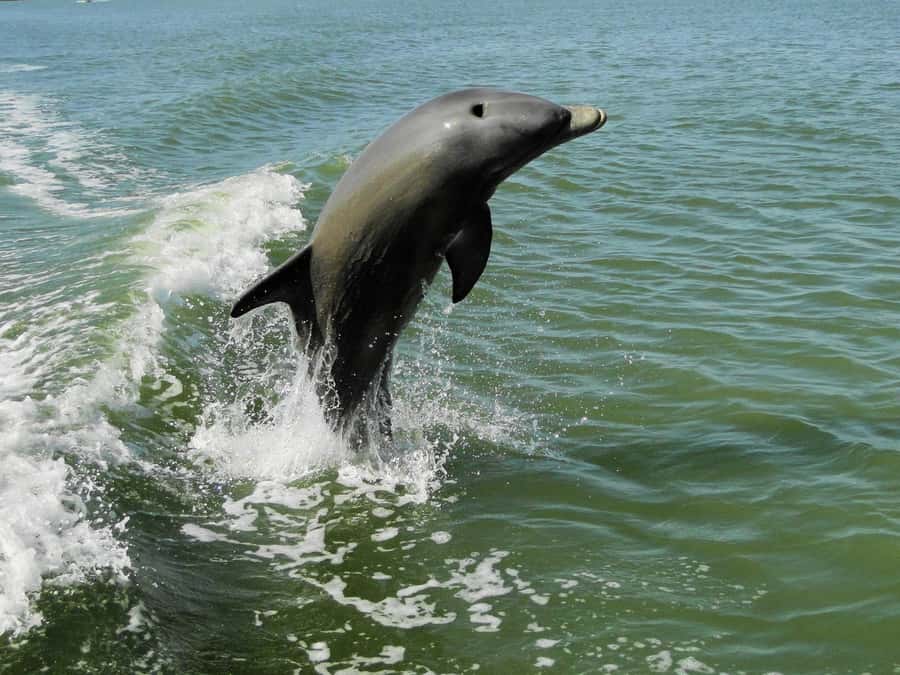 Everglades National Park: 2 hour Dolphin & Birding Boat Tour - Setting out in a quiet six-passenger boat