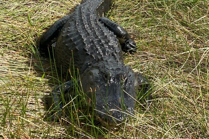 Everglades National Park: 3 Hikes + 90 minute Boat Tour + Lunch - Key points to know before booking