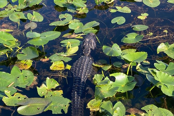 Everglades National Park: 3 Hikes + 90 minute Boat Tour + Lunch - A 90-minute boat trip through mangrove country