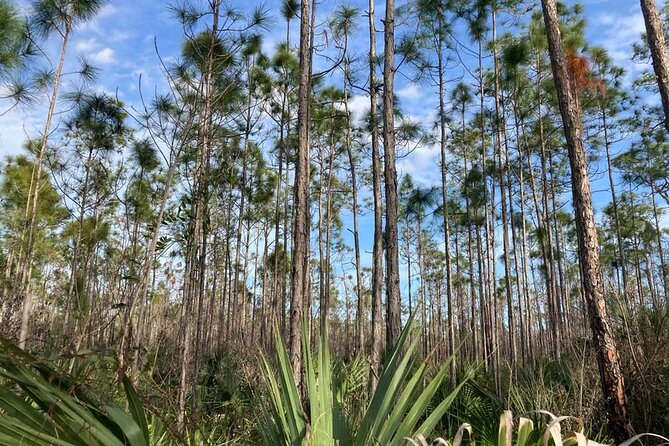 Everglades National Park: 3 Hikes + 90 minute Boat Tour + Lunch - Robert Is Here and the sweet finish