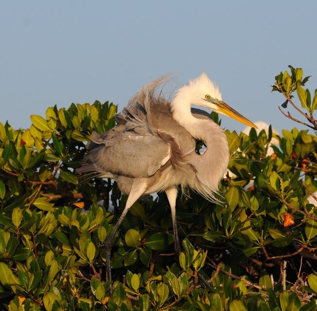 Everglades National Park 3-Hour Kayak Eco Tour - Key points to know before you paddle