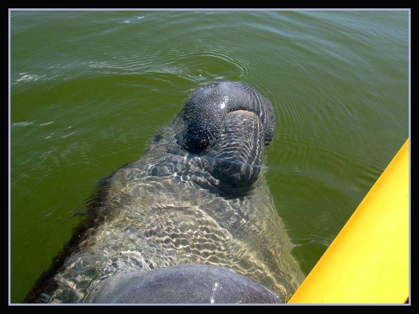 Everglades National Park 3-Hour Kayak Eco Tour - Why the 10,000 Islands make this kayak trip special