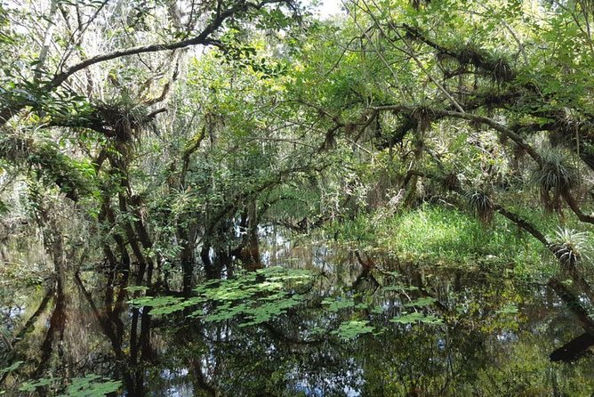 Everglades National Park Biologist Led Adventure: Cruise, Hike + Airboat - Miccosukee culture and the roadside alligators
