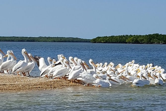 Everglades National Park Biologist Led Adventure: Cruise, Hike + Airboat - Big Cypress on foot, with time to look closely