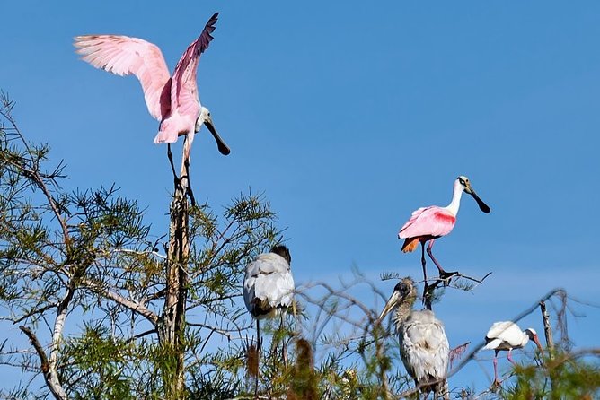Everglades National Park Biologist Led Adventure: Cruise, Hike + Airboat - Smallwood Store and the old trading coast