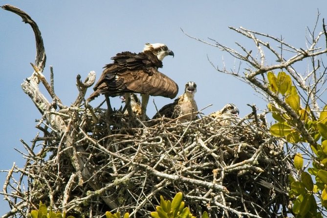 Everglades National Park Biologist Led Adventure: Cruise, Hike + Airboat - Cruising the Ten Thousand Islands