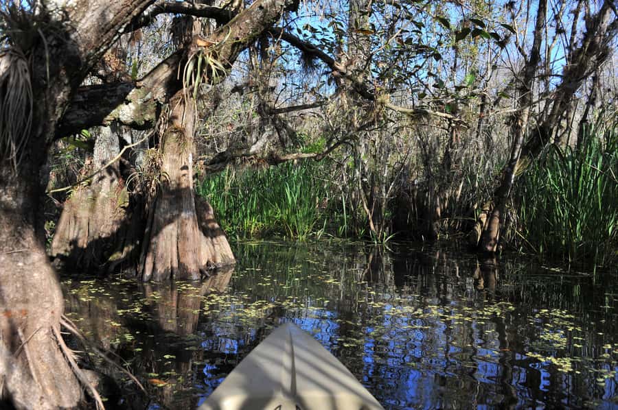 Everglades National Park: Mangrove Tunnel Kayak Eco-Tour - Wildlife sightings: exciting, but never promised