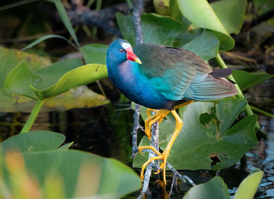 Everglades National Park: Mangrove Tunnel Kayak Eco-Tour - Is $109 a fair price?