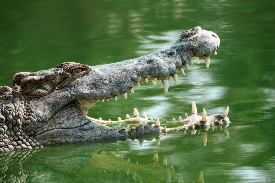 Everglades National Park: Mangrove Tunnel Kayak Eco-Tour - Who should book this Everglades kayak tour?