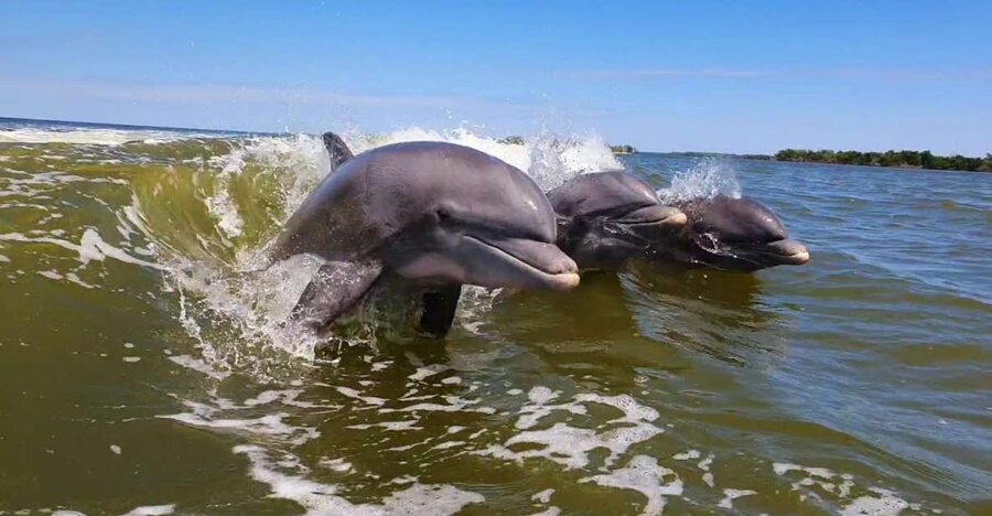 Everglades National Park: Motorboat Eco Tour - Why the 10,000 Islands are worth your morning