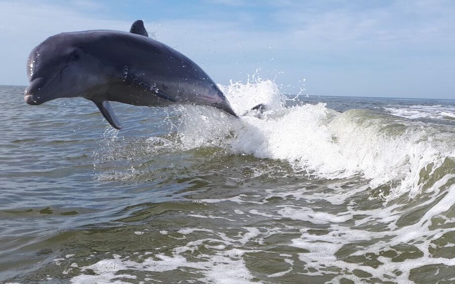 Everglades National Park: Motorboat Eco Tour - What the wildlife experience is really like