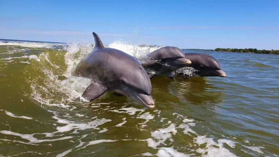 Everglades National Park: Motorboat Eco Tour - What to bring and how to reach the marina