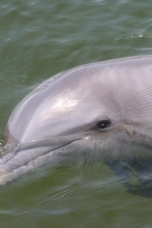 Everglades National Park: Pontoon Boat Tour & Boardwalk - A pontoon ride into the Ten Thousand Islands