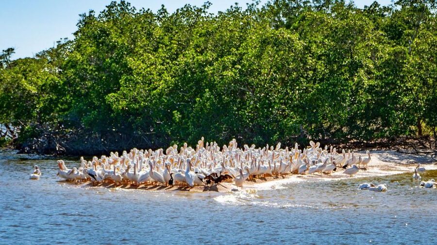 Everglades National Park: Pontoon Boat Tour & Boardwalk - Should you book the pontoon and boardwalk tour?
