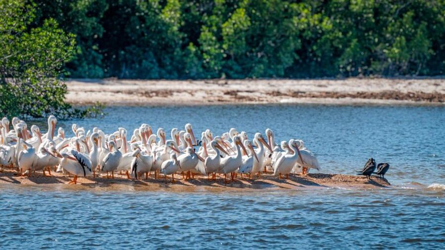 Everglades National Park: Pontoon Boat Tour & Boardwalk - Wildlife watching without a promise