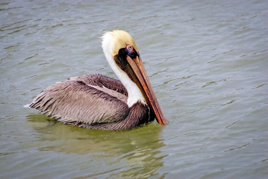 Everglades National Park: Pontoon Boat Tour & Boardwalk - Timing, delays, and the real length of the outing