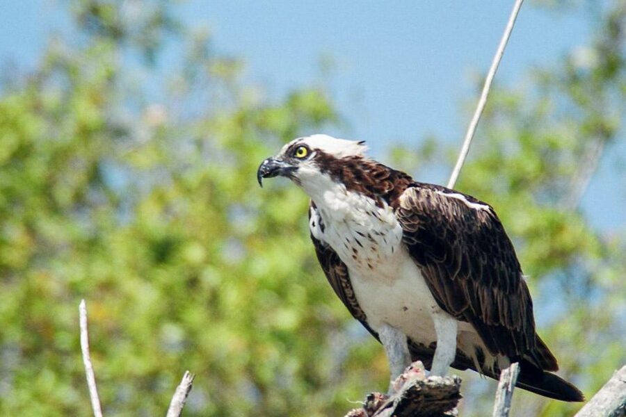 Everglades National Park: Pontoon Boat Tour & Boardwalk - Who should book this Everglades tour