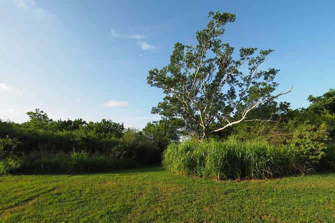 Everglades National Park: Self Guided Driving Audio Tour - Nine Mile Pond for a different kind of stop