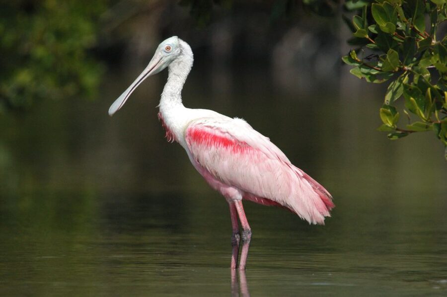 Everglades Private 2.5 Hour Photo and Birding Safari - Why this private Everglades trip is different