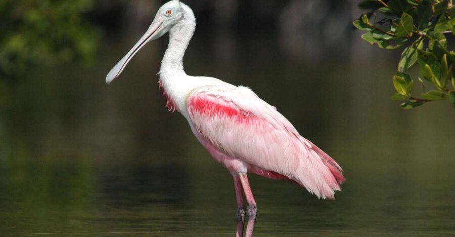 Everglades Private 2.5 Hour Photo and Birding Safari - A quiet boat made for bird photography