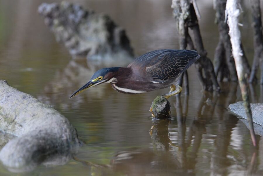 Everglades Private 2.5 Hour Photo and Birding Safari - Boarding at Parkway Marina in Chokoloskee