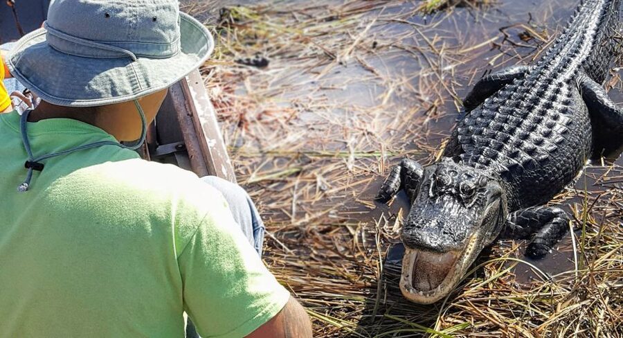 Everglades: Sawgrass Park Airboat Adventure Package - What the $64 package really gives you