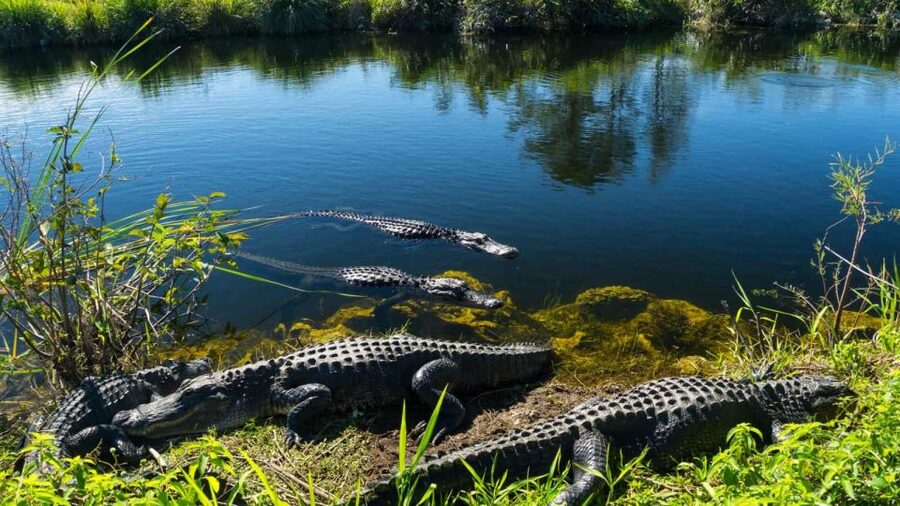 Everglades: Sawgrass Park Airboat Adventure Package - Boarding the airboat with children