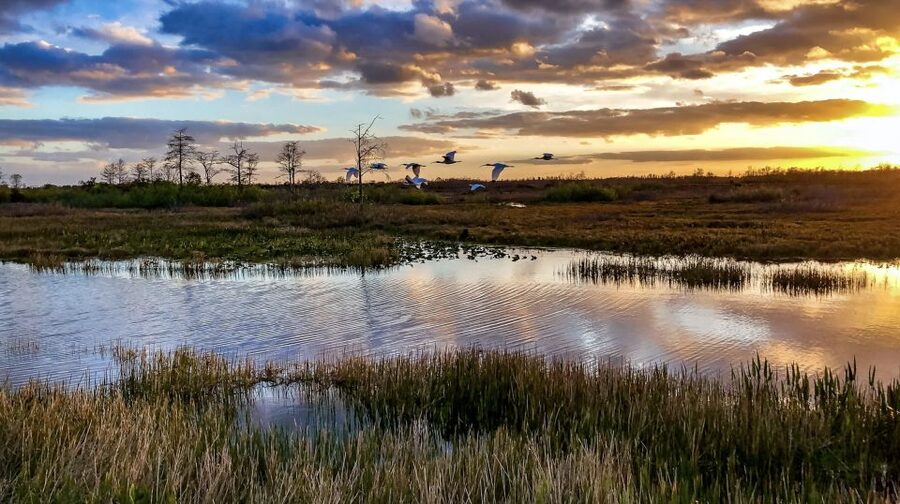 Everglades: Sawgrass Park Airboat Adventure Package - Meeting a baby alligator
