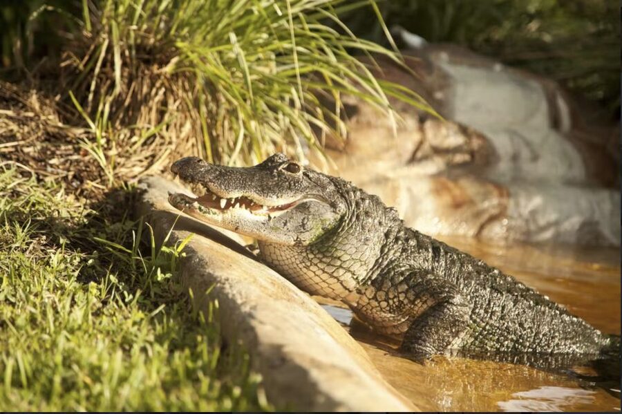 Everglades: Sawgrass Park Airboat Adventure Package - Food, photos, and souvenirs