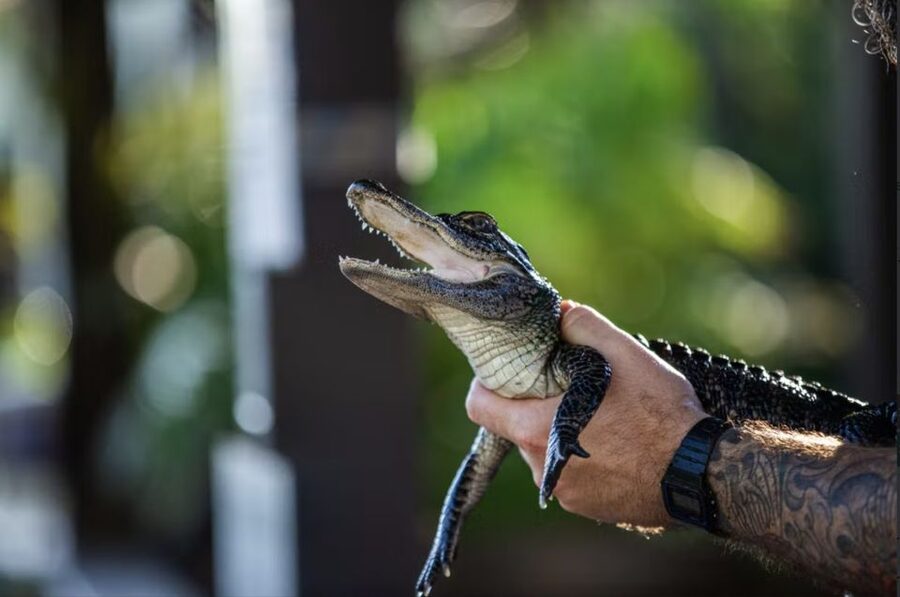 Everglades: Sawgrass Park Reptile Exhibit Private Tour - Why the private one-hour format matters