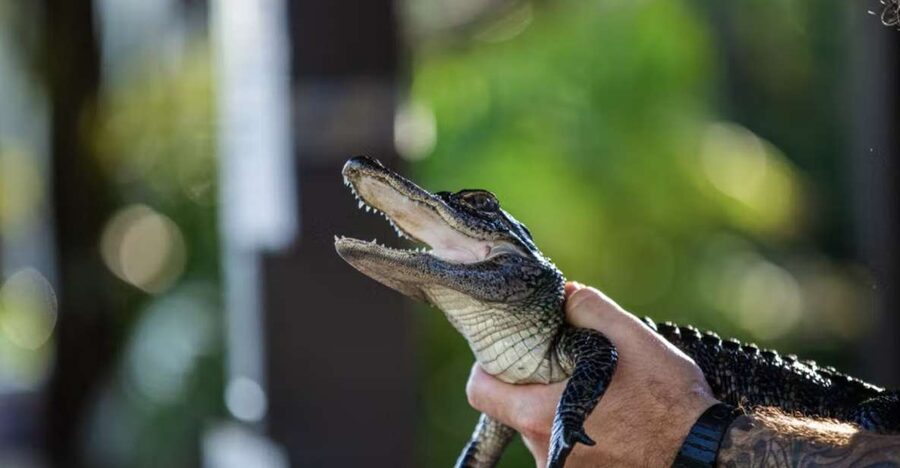Everglades: Sawgrass Park Reptile Exhibit Private Tour - Should you book the private reptile exhibit tour?