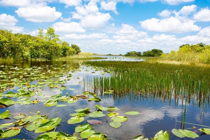 Everglades Small Group Express from Fort Lauderdale +Airboat Ride - Why this four-hour Everglades trip works from Fort Lauderdale
