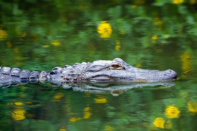 Everglades Small Group Express from Fort Lauderdale +Airboat Ride - The airboat ride across the Everglades