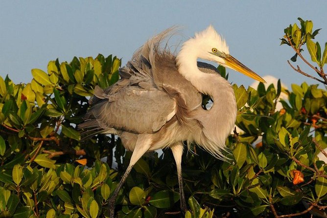 Everglades Small Group Guided Boating & Walking Tour Expedition - The Ten Thousand Islands by water