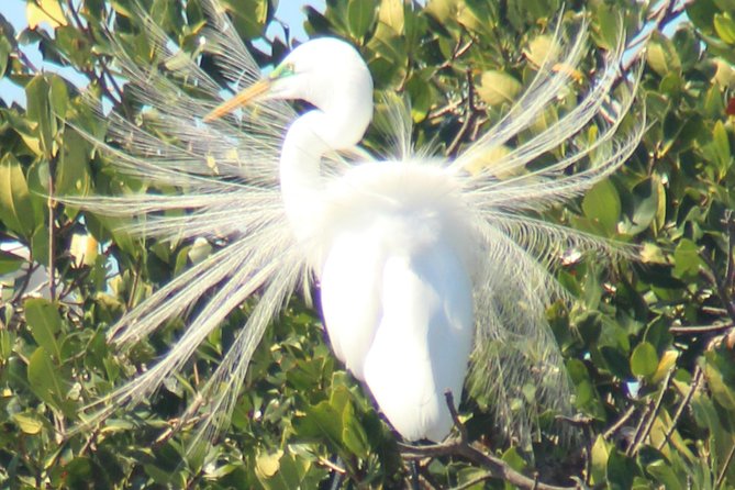 Everglades Small Group Guided Boating & Walking Tour Expedition - Stories of Native people and the Gladesmen