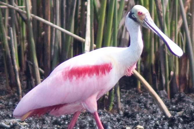Everglades Small Group Guided Boating & Walking Tour Expedition - Wildlife expectations and the role of weather