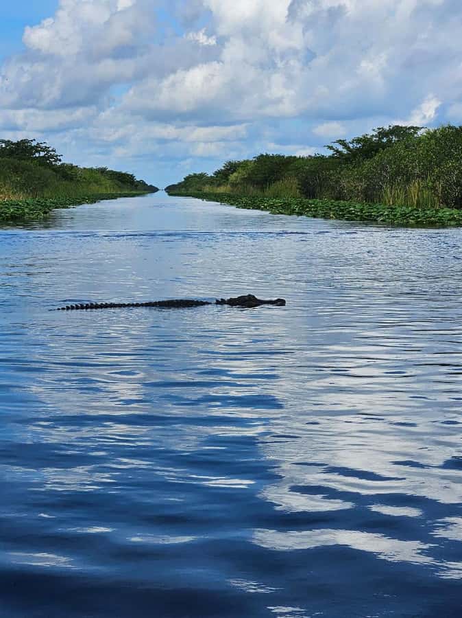 Everglades Small Group on Airboat with Transportation - Key points to know before booking