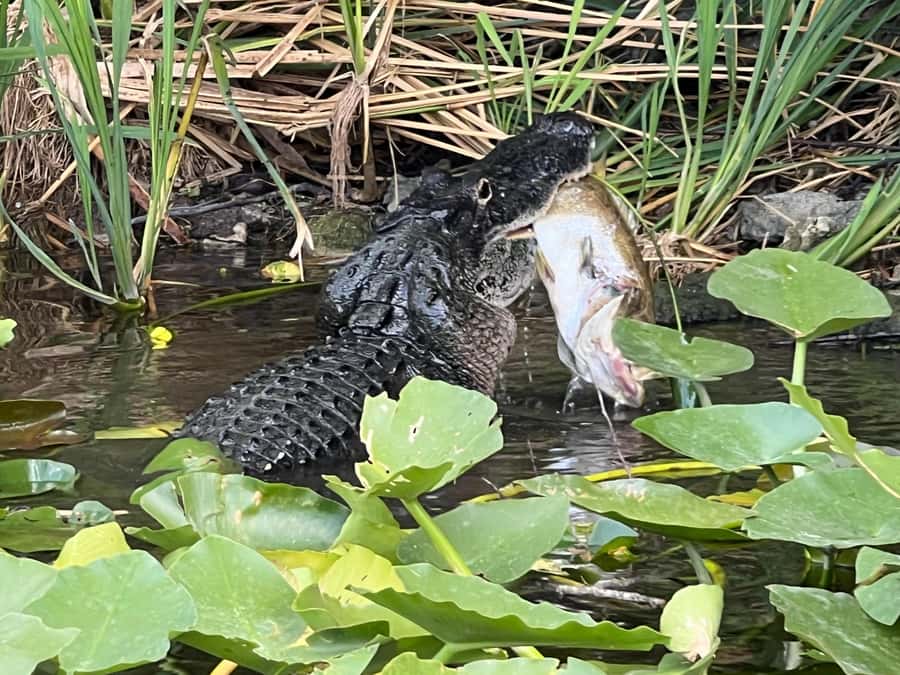 Everglades Small Group on Airboat with Transportation - Guide quality and language choices