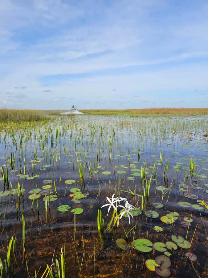 Everglades Small Group on Airboat with Transportation - The $72 price and who gets the best value
