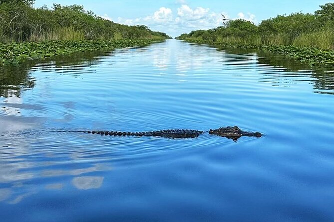 Everglades Small-Group Tour from Miami with Transportation - What you may see from the boat