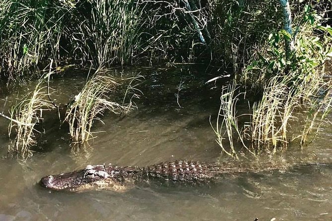 Everglades Small-Group Tour from Miami with Transportation - Who will enjoy this half-day outing