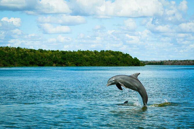 Everglades Tour w/ Biologist Led WET walk + 2 Boat Trips + Lunch! - Key points to know before booking