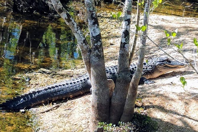 Everglades Tour w/ Biologist Led WET walk + 2 Boat Trips + Lunch! - Lunch and a look at Everglades City