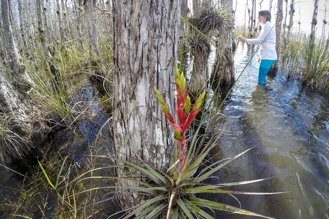 Everglades Tour w/ Biologist Led WET walk + 2 Boat Trips + Lunch! - The Miccosukee airboat and tree island villages