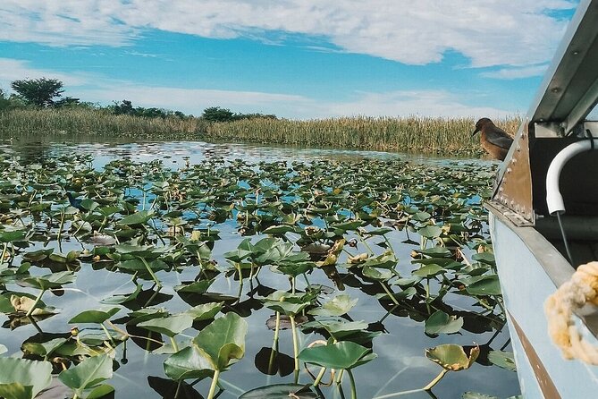 Everglades Tour with professional Tourguide inclusive pickup - The 60-minute airboat ride through the River of Grass