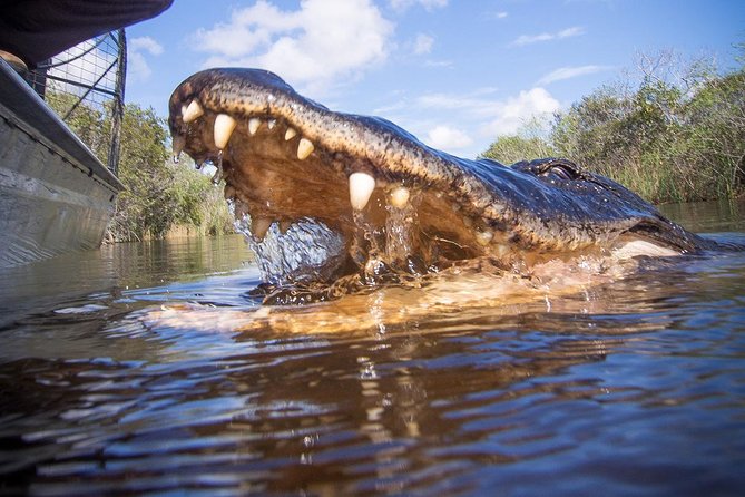 Everglades Tour with professional Tourguide inclusive pickup - Two islands and a small wildlife show
